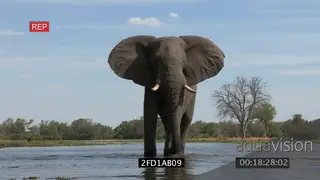 A bull African elephant drinking at river in the Okavango Delta