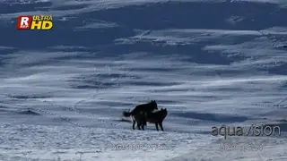 A pair of Arctic wolves mating behaviour, sniffing and trying to entice each other. MWS.