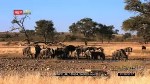 Wide shot of a large herd of wildebeest drinking at the waterhole