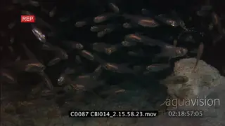 Small fish swimming around cleaner shrimp WS