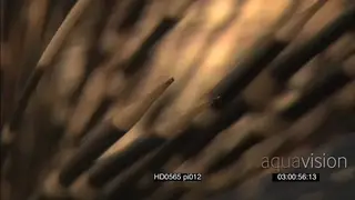 Cape Porcupine quills XCU