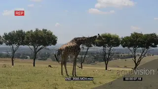 Giraffe giving birth LWS