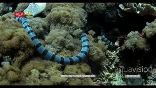 Medium shot of hunting black banded sea krait snake on the coral reef