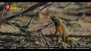 Close side view shot of a ground agama on the sand
