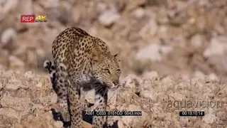 Tracking close up of a leopard walking along the rocky mountain side hunting.