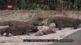 Komodo Dragons pulling and feeding on a kill on riverbank MWS ZI MLS HAND