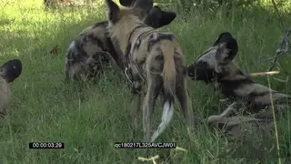 African Wild Dog pack resting under the tree shade GENERAL BEHAVIOUR