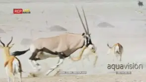 Gemsbok chase each other through a mixed herd of gemsbok, springbok and flock of ostrich