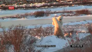 Pair of polar bears fighting in golden morning light