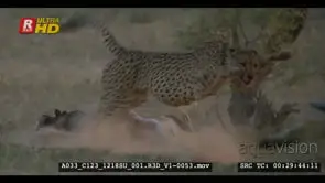 Tracking shot of cheetah chasing jackal after biting her on the tail
