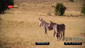 [3] Cape Mountain Zebras Grazing GENERAL BEHAVIOUR