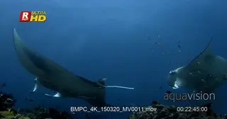 WS at a reef cleaning station covered in fish while a reef Manta ray being cleaned.
