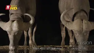 Two Male Cape Buffalo standing, drinking from the waterhole and looking towards the camera.
