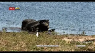 Cape Buffalo bathing on the edge of the Chobe river and walks out of frame