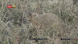 Prairie Dog eating on prairie looking around then walking away MLS