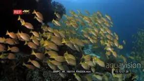 A large school of bluelined snapper fish, Lutjanus kasmira swirl in the ocean