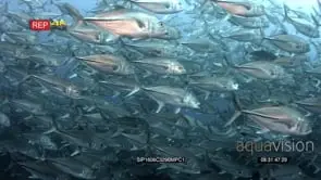 CU of hundreds of bigeye trevally fish swirl in front of the camera