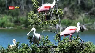 Roseate Spoonbills standing on tree eating moving and looking around MS PAN
