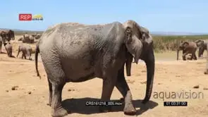 African Elephant Cow turning away from the camera to join a Large group of Elephants.