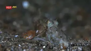 Close up tracking shot of a Veined octopus or coconut octopus.