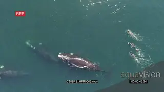 AERIAL of divers swimming with Southern right whales GOOD LIGHT