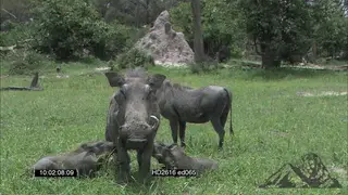 Warthog mother alert, with young piglets suckling DAY GREEN MS