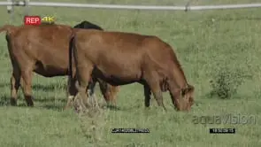 Cattle walking and grazing LS PAN