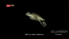 A Green Sea Turtle,Chelonia mydas swims past the camera at night