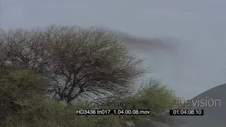 Zoom out Swarm of Locusts flying around over bush to FULL FRAME