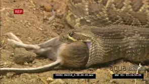 red diamond rattlesnake and other diamond back rattlesnakes feed on field mice