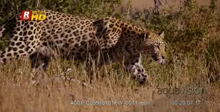 Tracking shot of a leopard listening and walking on a hunt.