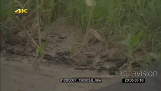 Colony of Worker Ants moving across frame through grass GREEN MS