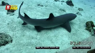 A reveal of a whitetip reef shark resting on the ocean floor then swim away