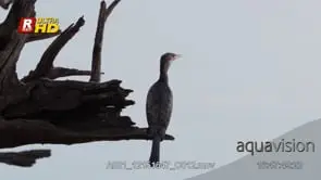 Reed cormorant back view, perched on a tree branch, looking around and foraging, MCU.