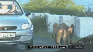 Chacma Baboon troop sitting and walking around on the urban road in Cape Town and cars…