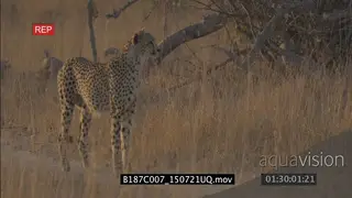 Cheetah walking around searching for prey hunting and scouting SEMI DRY LS PAN