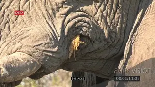 African elephant mouth eating stick