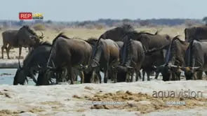 Wildebeest herd drinking