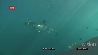 Great White Shark gently swimming underwater in ocean PAN HAND
