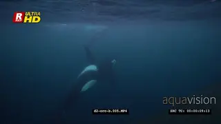 Orca Killer Whales hunting herring in noway UW