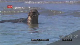 Sea Otter foraging in water and looking around MWS
