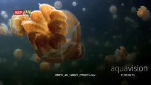 Pulsating Golden Jellyfish,Mastigias papua etpisoni in Jellyfish lake(fifth Lake)on Eil.