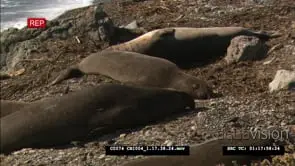Elephant seals laying on beach, small bears feeding all around them MS: FF