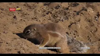 Close up shot of cape ground squirrel, xerus inaurus searching for buck dropping to eat.