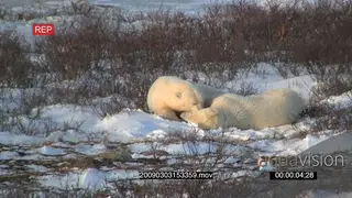 Pair of polar bears resting social behaviour