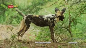 African Wild Dog standing looking around