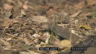 Mozambique Spitting Cobra laying moving and getting aggressive on bushveld MS