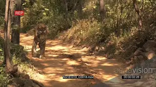 Bengal tiger walking on a dirt road HANDHELD AmCam
