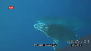 Humpback Whale and calf swimming upwards out of deep blue ocean towards surface UW HA 2S.