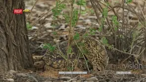 Leopard tortoise mating male climbing on female MATING BEHAVIOUR
